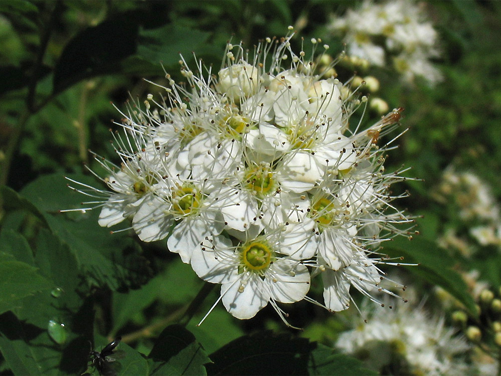 Image of Spiraea chamaedryfolia specimen.