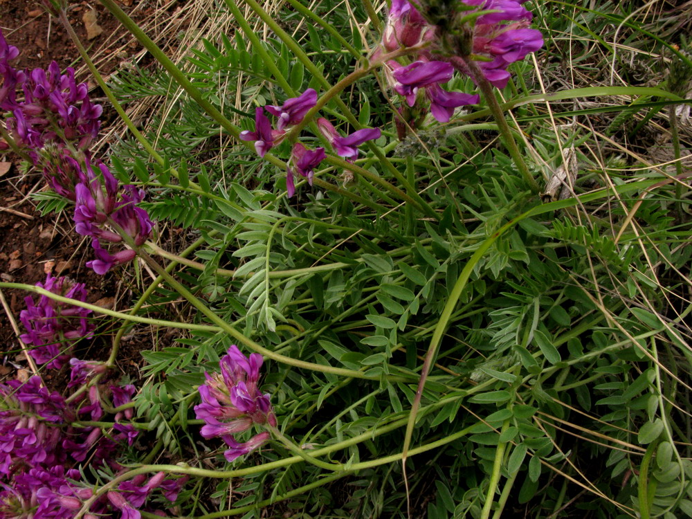 Изображение особи Oxytropis ammophila.