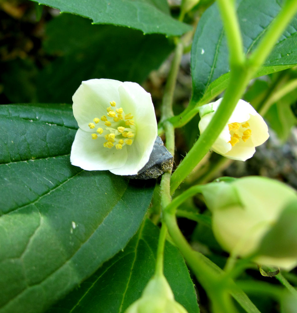 Image of Philadelphus caucasicus specimen.