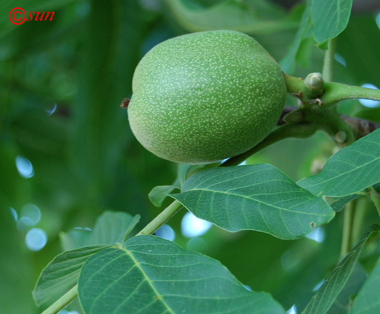 Image of Juglans regia specimen.