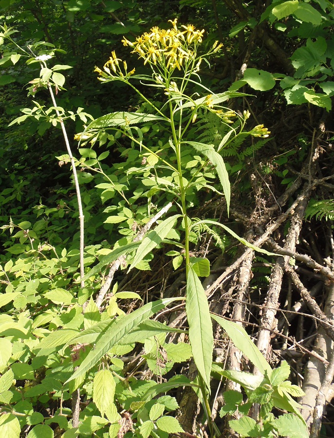 Image of Senecio ovatus specimen.