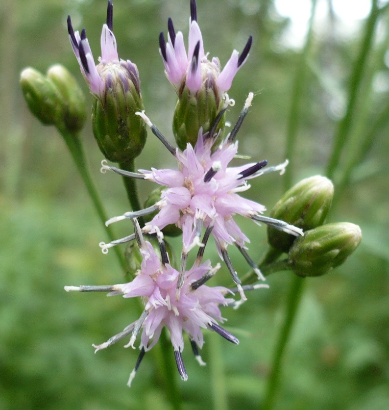 Изображение особи Saussurea latifolia.