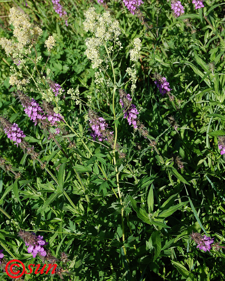 Image of Thalictrum flavum specimen.