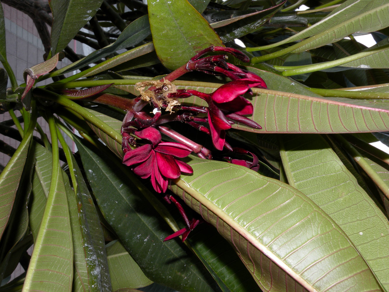 Image of Plumeria rubra specimen.