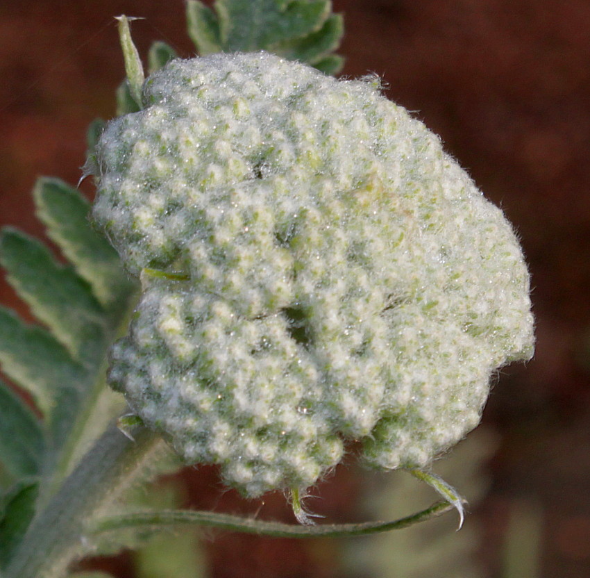 Изображение особи Achillea filipendulina.