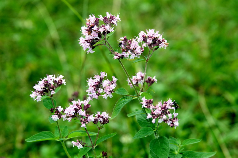 Изображение особи Origanum vulgare.