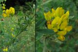 Medicago falcata. Часть цветущего побега и соцветие. Украина, окрестности Львова. Июль 2006 г.