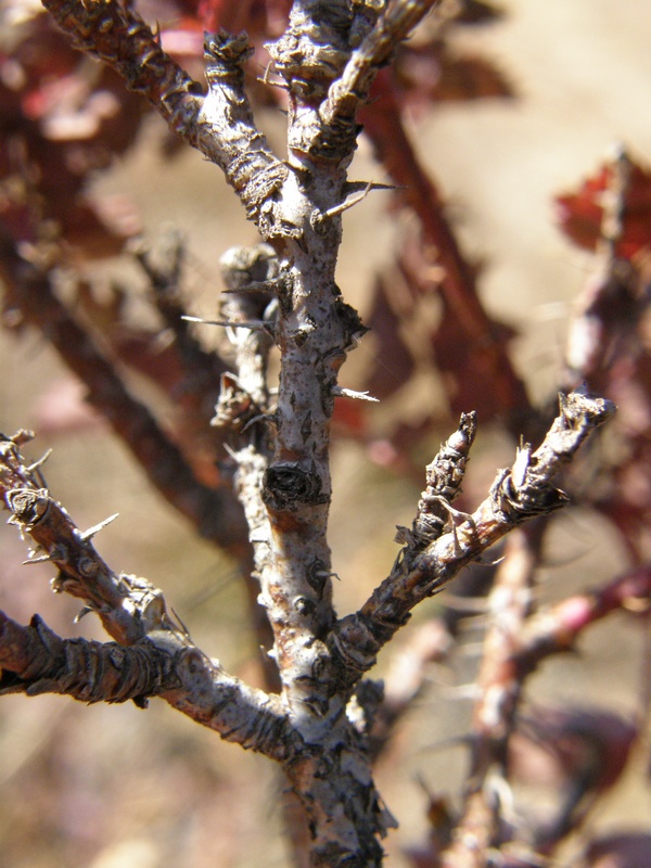 Image of Rosa spinosissima specimen.