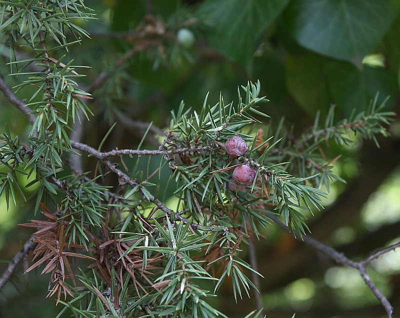 Изображение особи Juniperus deltoides.