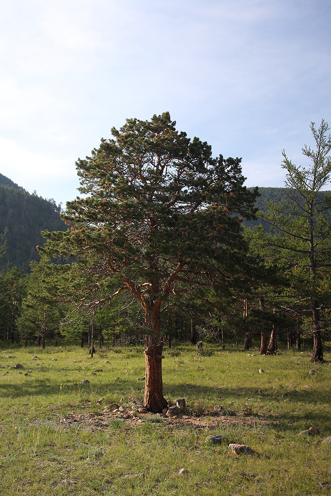 Image of Pinus sylvestris specimen.