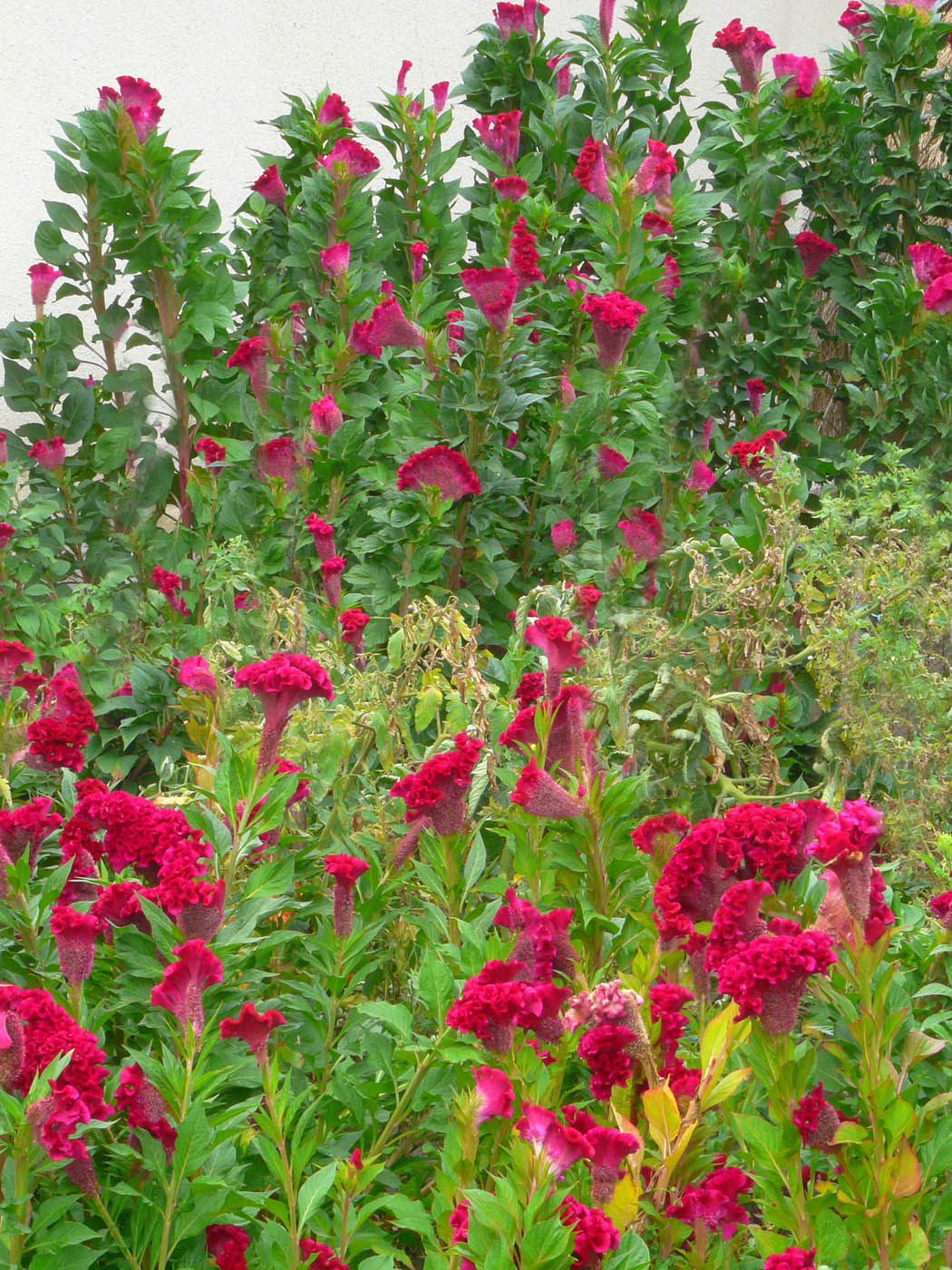 Image of Celosia cristata specimen.