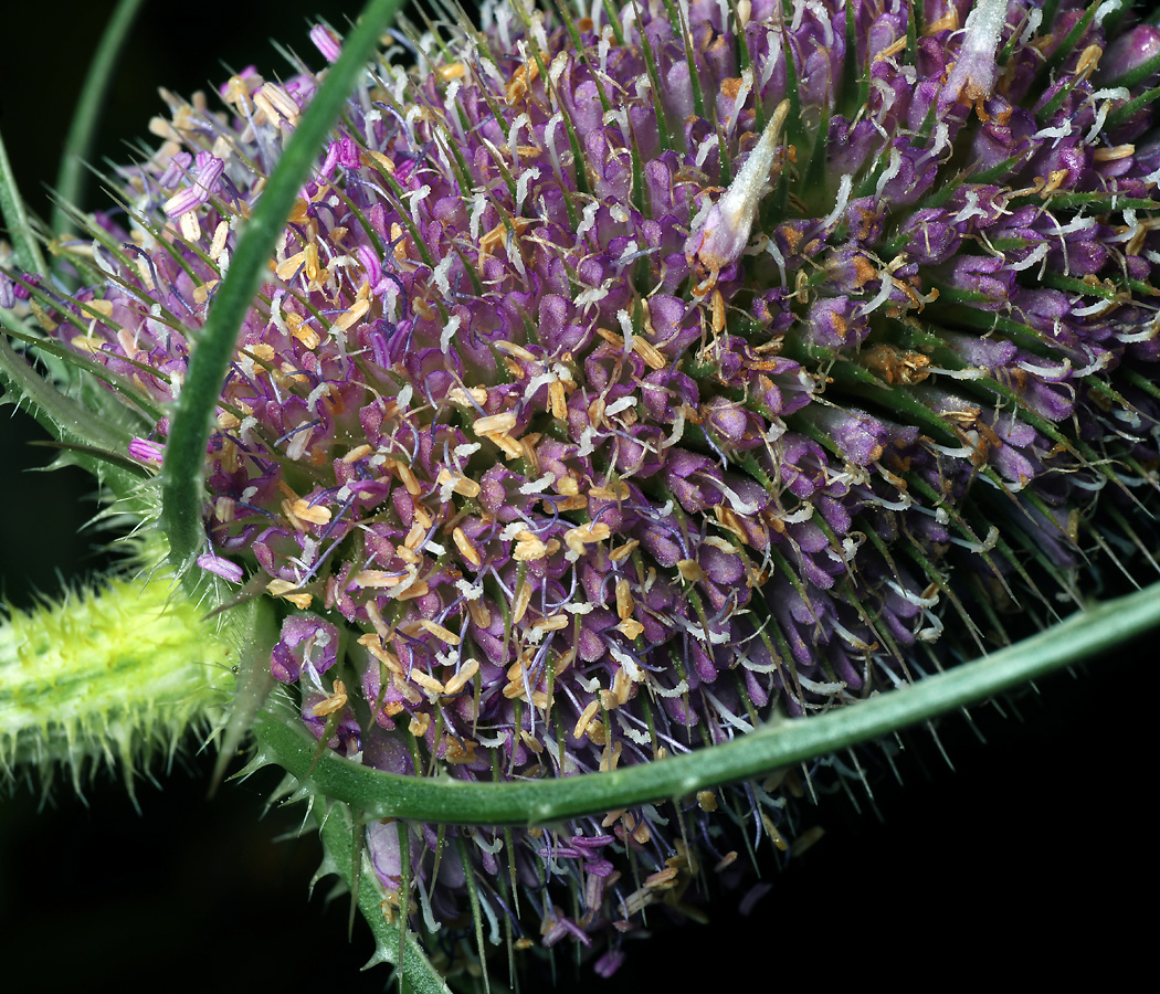 Image of Dipsacus fullonum specimen.