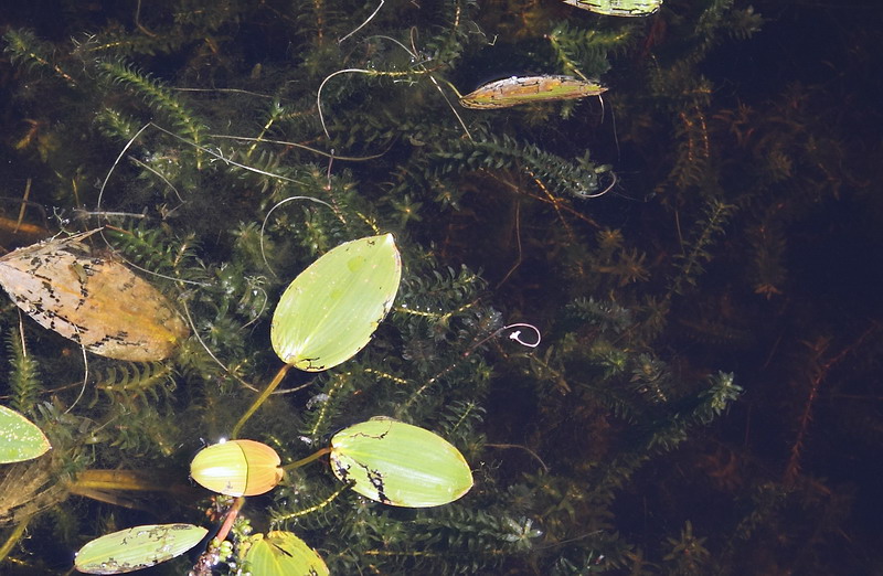 Image of Elodea canadensis specimen.