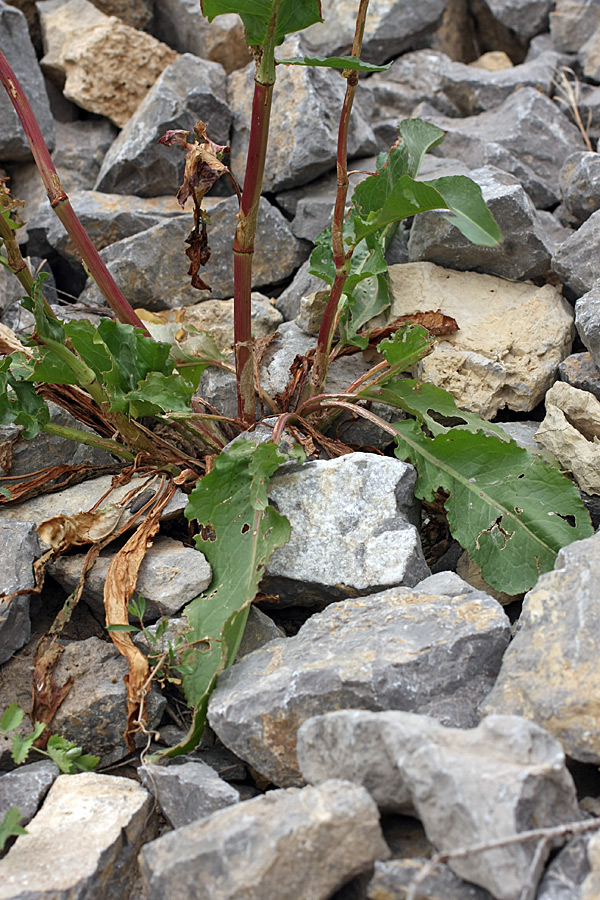 Изображение особи Rumex pamiricus.