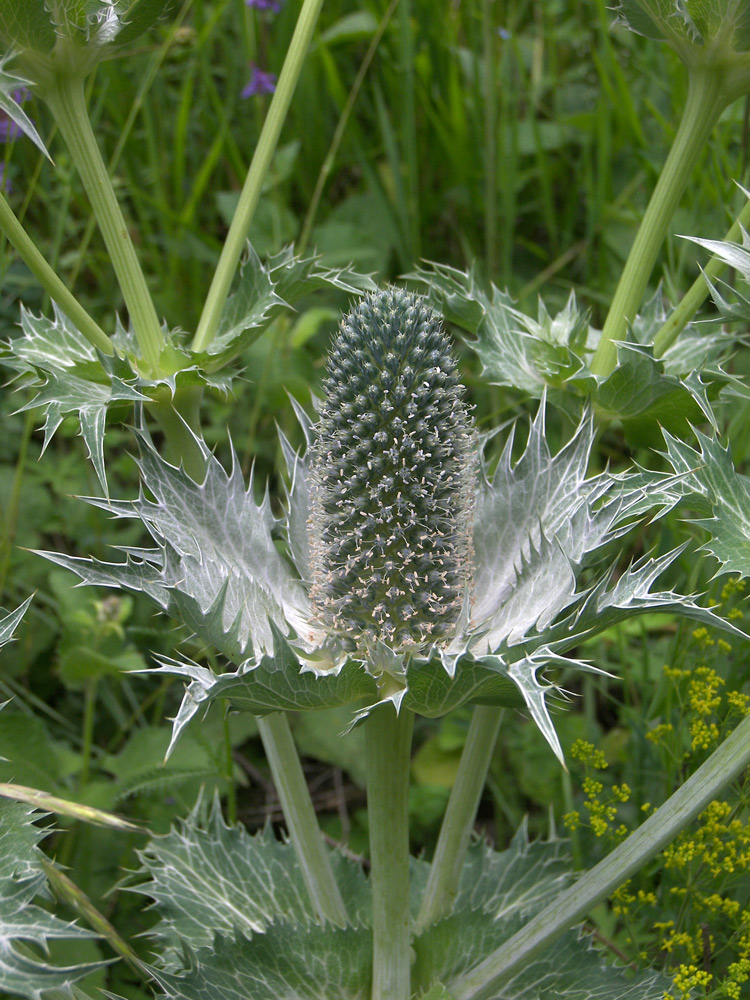 Image of Eryngium giganteum specimen.