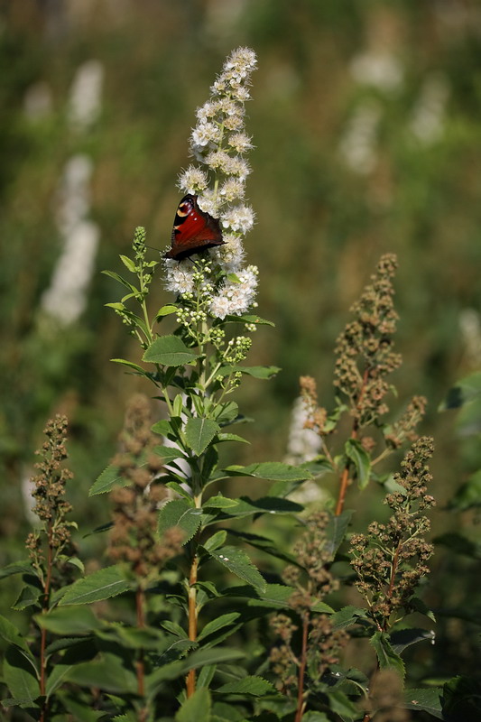 Image of Spiraea salicifolia specimen.