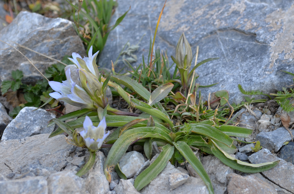 Image of genus Gentiana specimen.