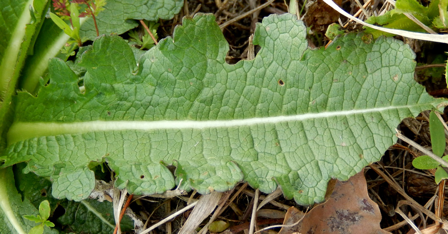 Изображение особи Dipsacus laciniatus.