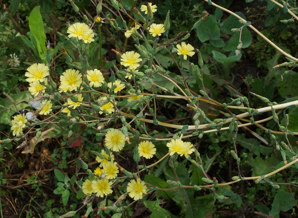 Image of Lactuca serriola specimen.