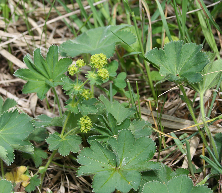 Image of genus Alchemilla specimen.