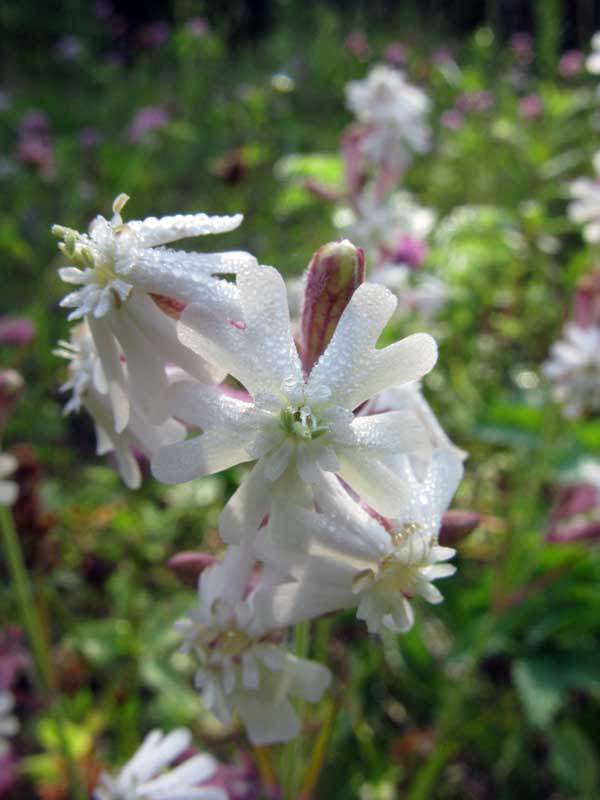 Image of Silene amoena specimen.