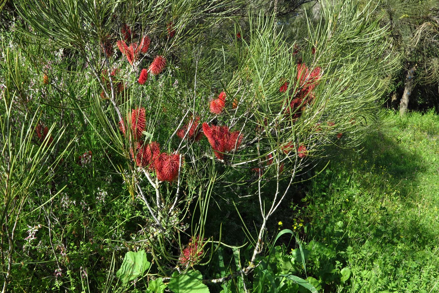 Image of Hakea bucculenta specimen.