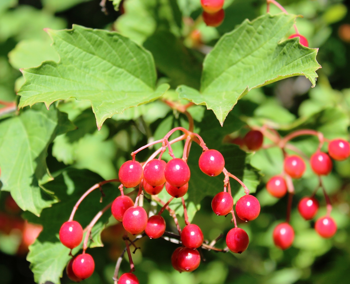 Изображение особи Viburnum opulus.