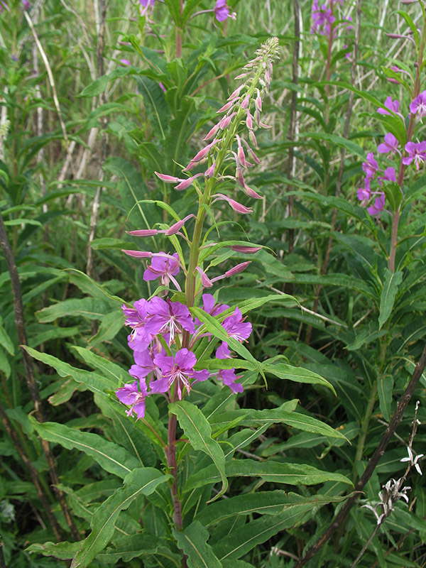 Image of Chamaenerion angustifolium specimen.