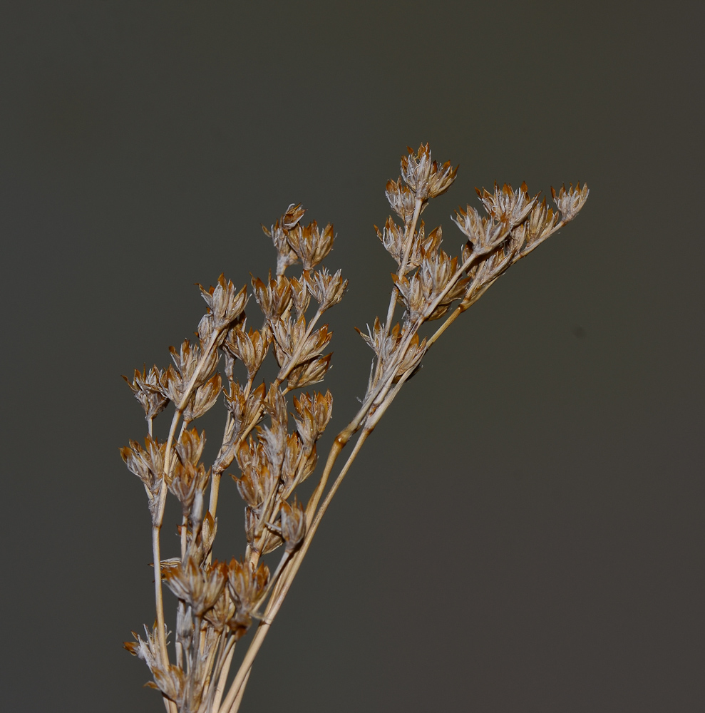 Image of Juncus arabicus specimen.