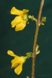 genus Forsythia