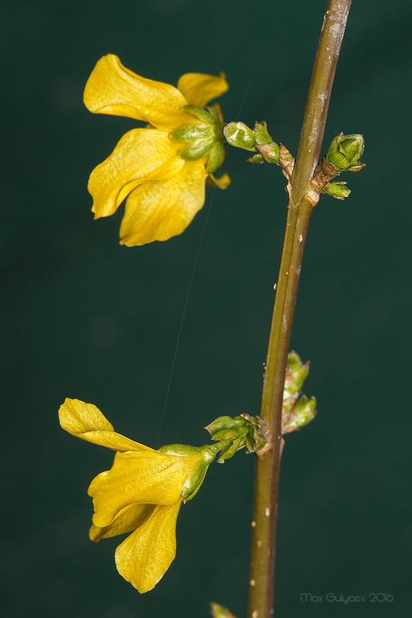 Image of genus Forsythia specimen.