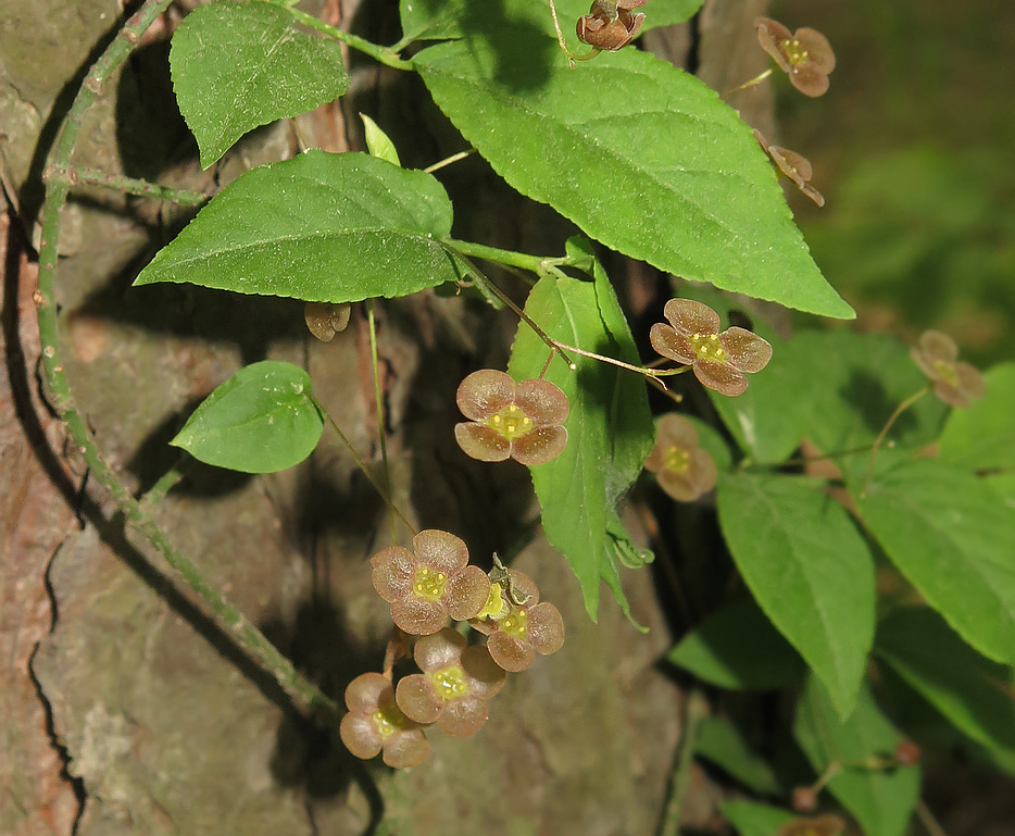 Image of Euonymus verrucosus specimen.