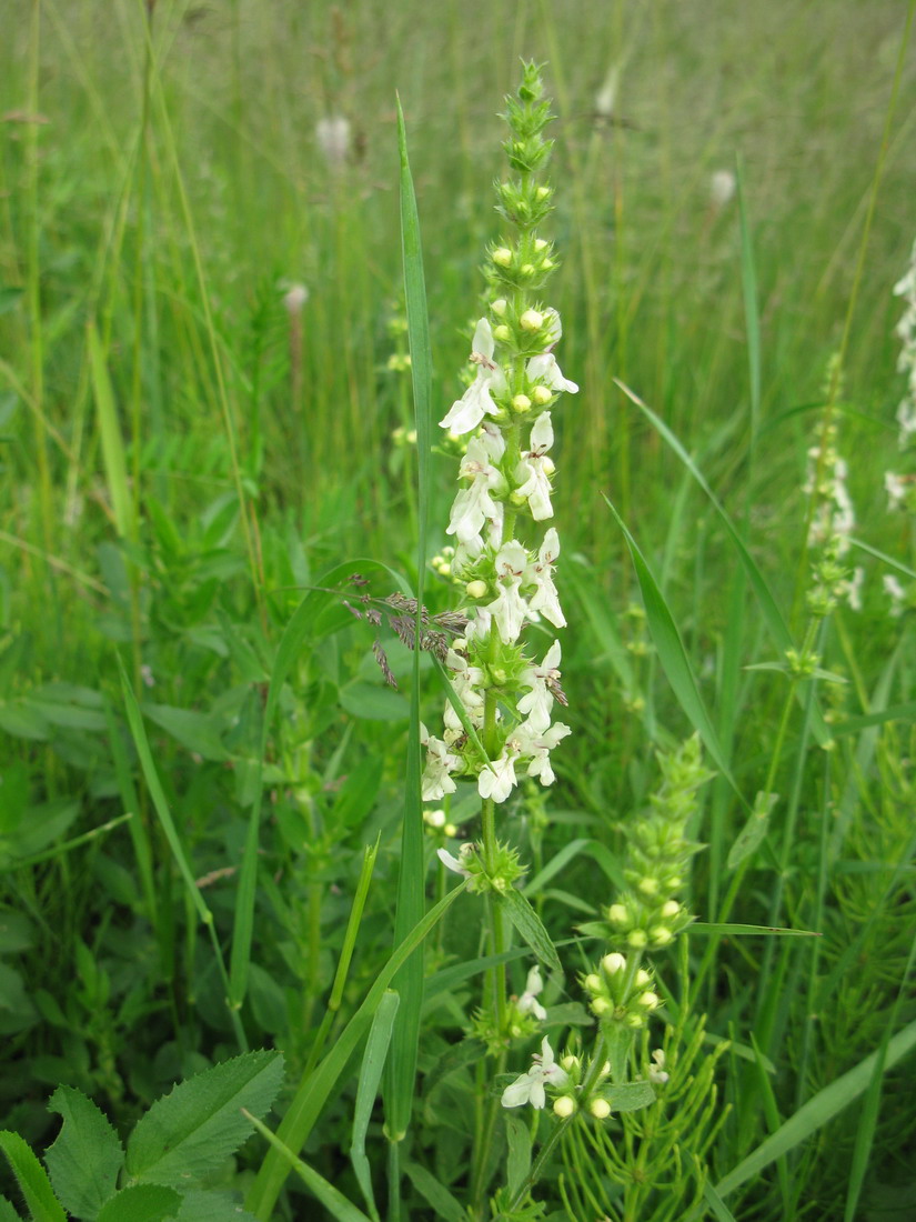 Изображение особи Stachys recta.