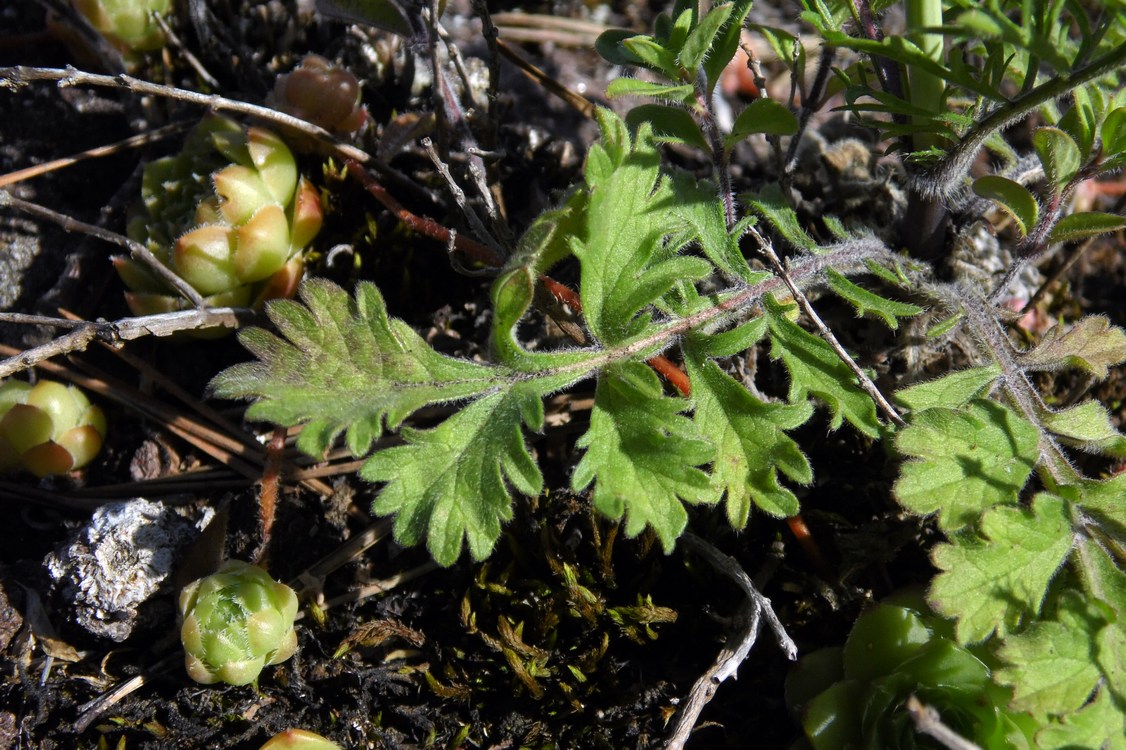 Image of Scabiosa bipinnata specimen.