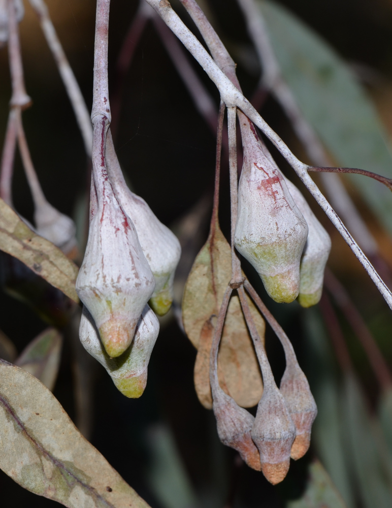 Image of Eucalyptus caesia specimen.