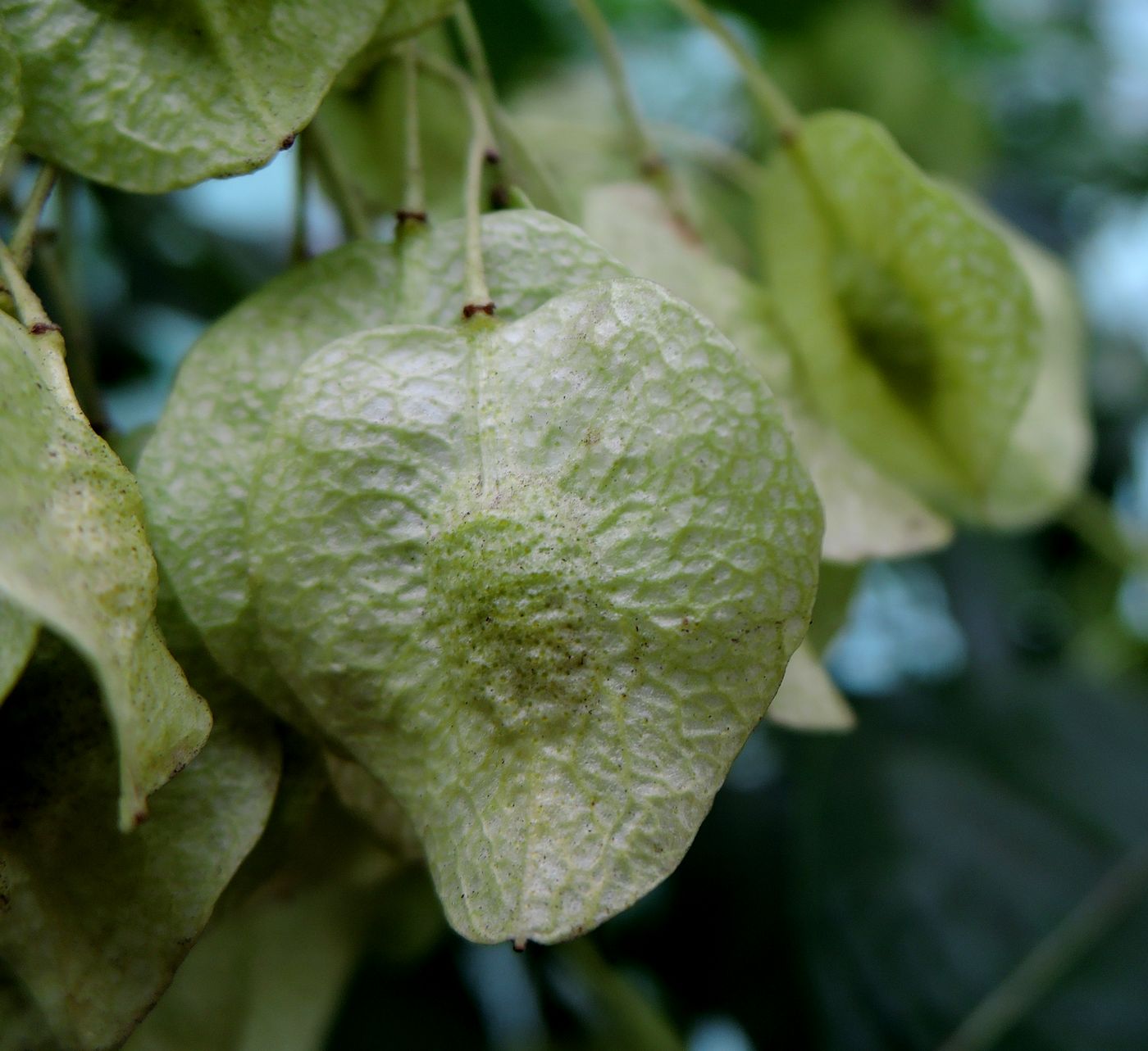 Image of Ptelea trifoliata specimen.