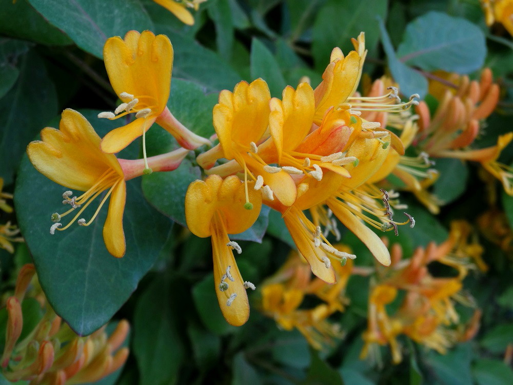 Image of Lonicera &times; tellmanniana specimen.