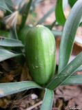 Sternbergia colchiciflora