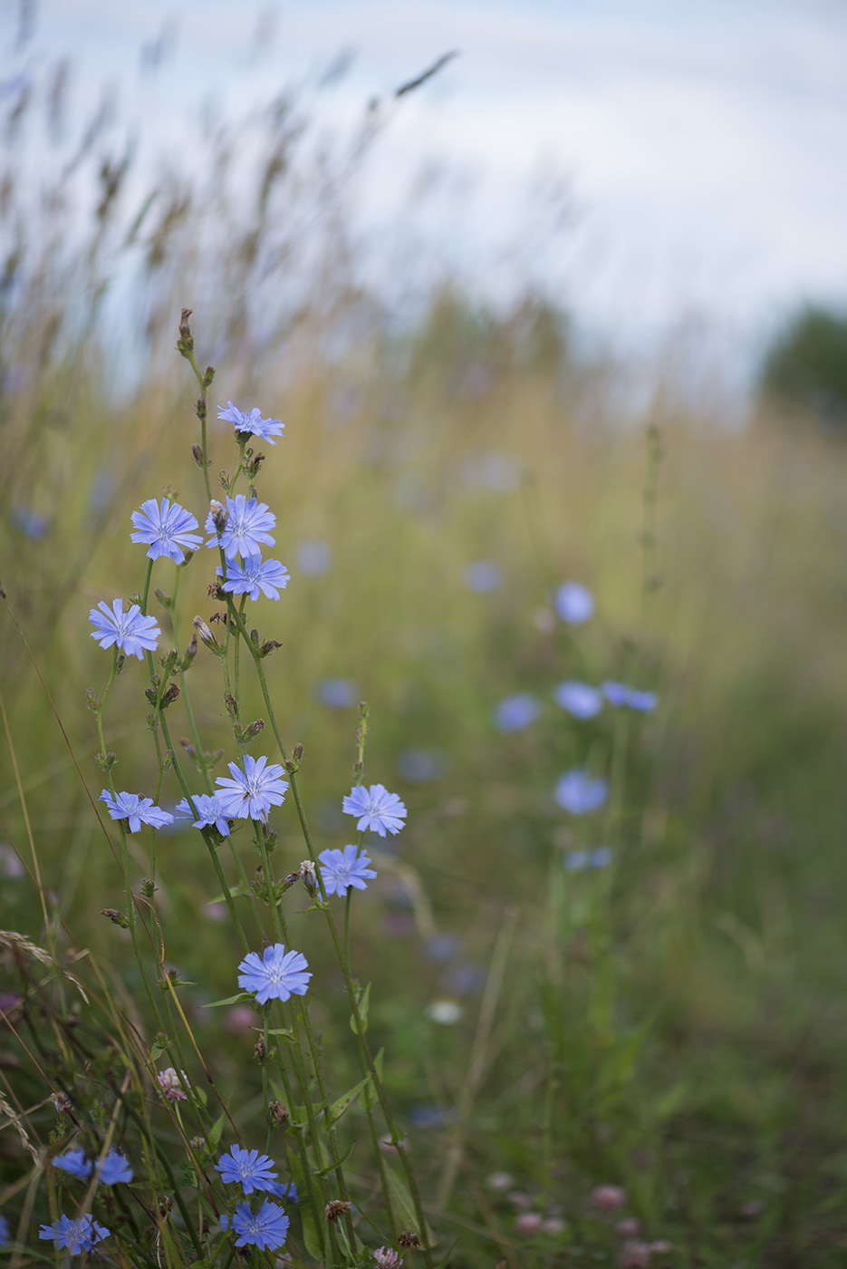 Изображение особи Cichorium intybus.