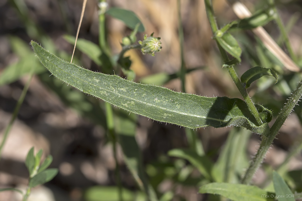 Image of Picris hieracioides specimen.