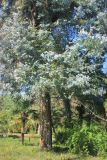 Eucalyptus cinerea. Нижняя часть кроны дерева. Абхазия, г. Сухум, Сухумский ботанический сад, в культуре. 7 марта 2016 г.