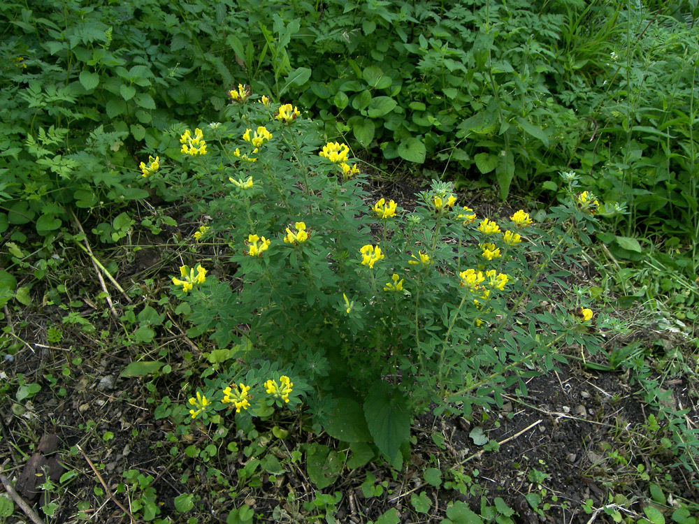 Image of Chamaecytisus glaber specimen.