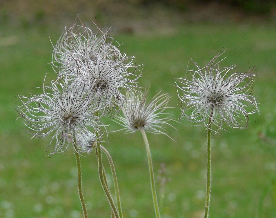 Image of Pulsatilla regeliana specimen.