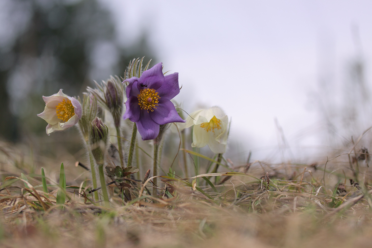 Изображение особи Pulsatilla patens.