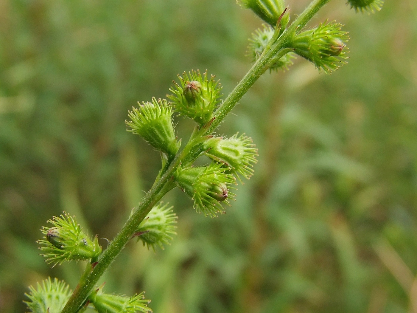 Image of Agrimonia pilosa specimen.