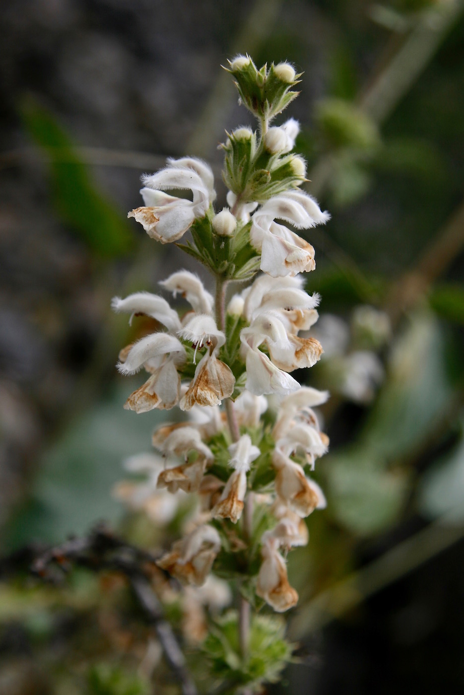 Image of Phlomoides stellata specimen.