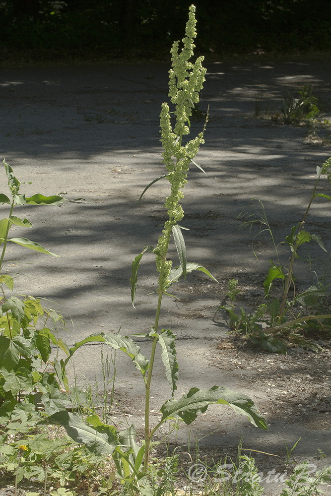 Image of Rumex patientia specimen.