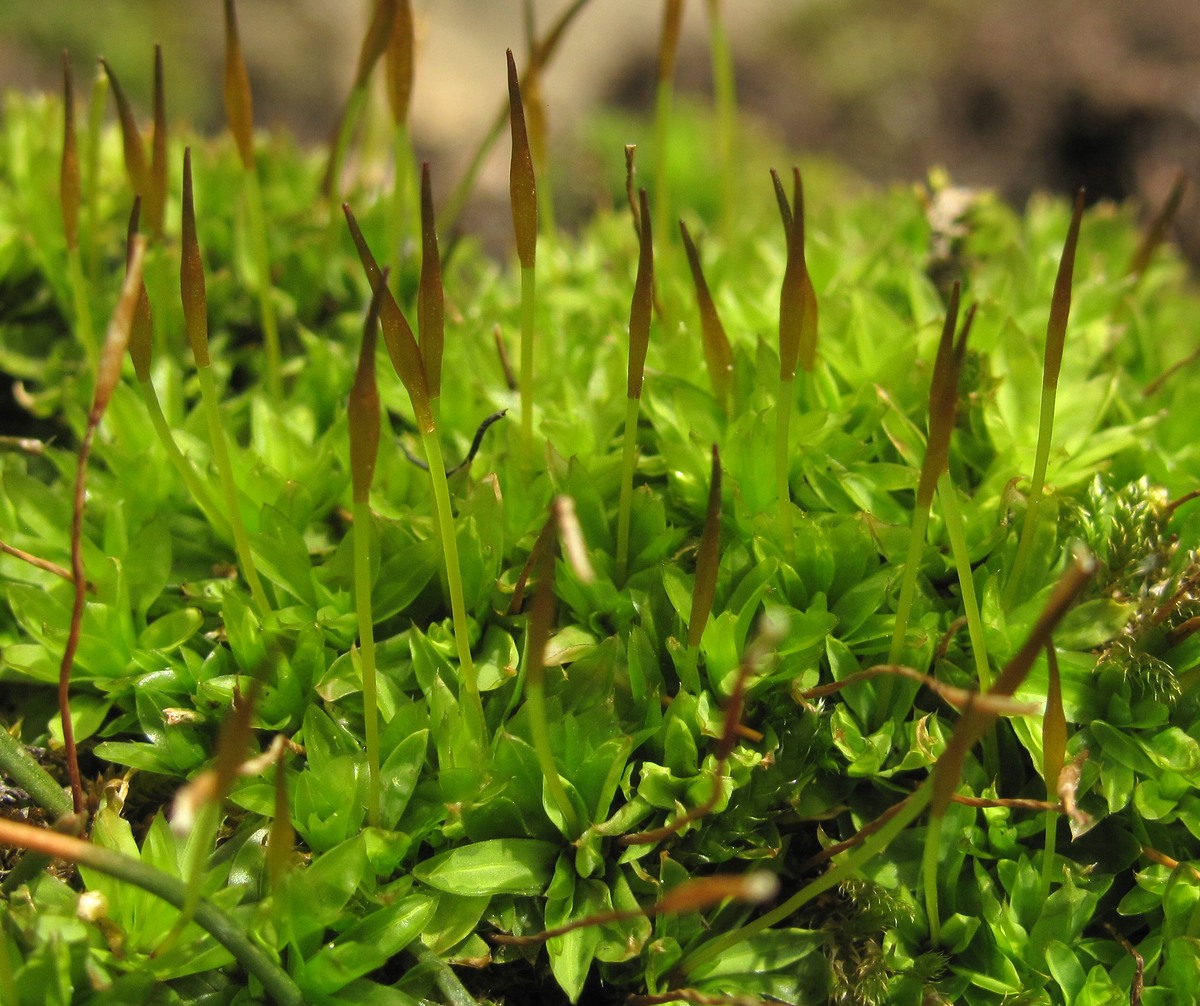 Image of Tortula mucronifolia specimen.