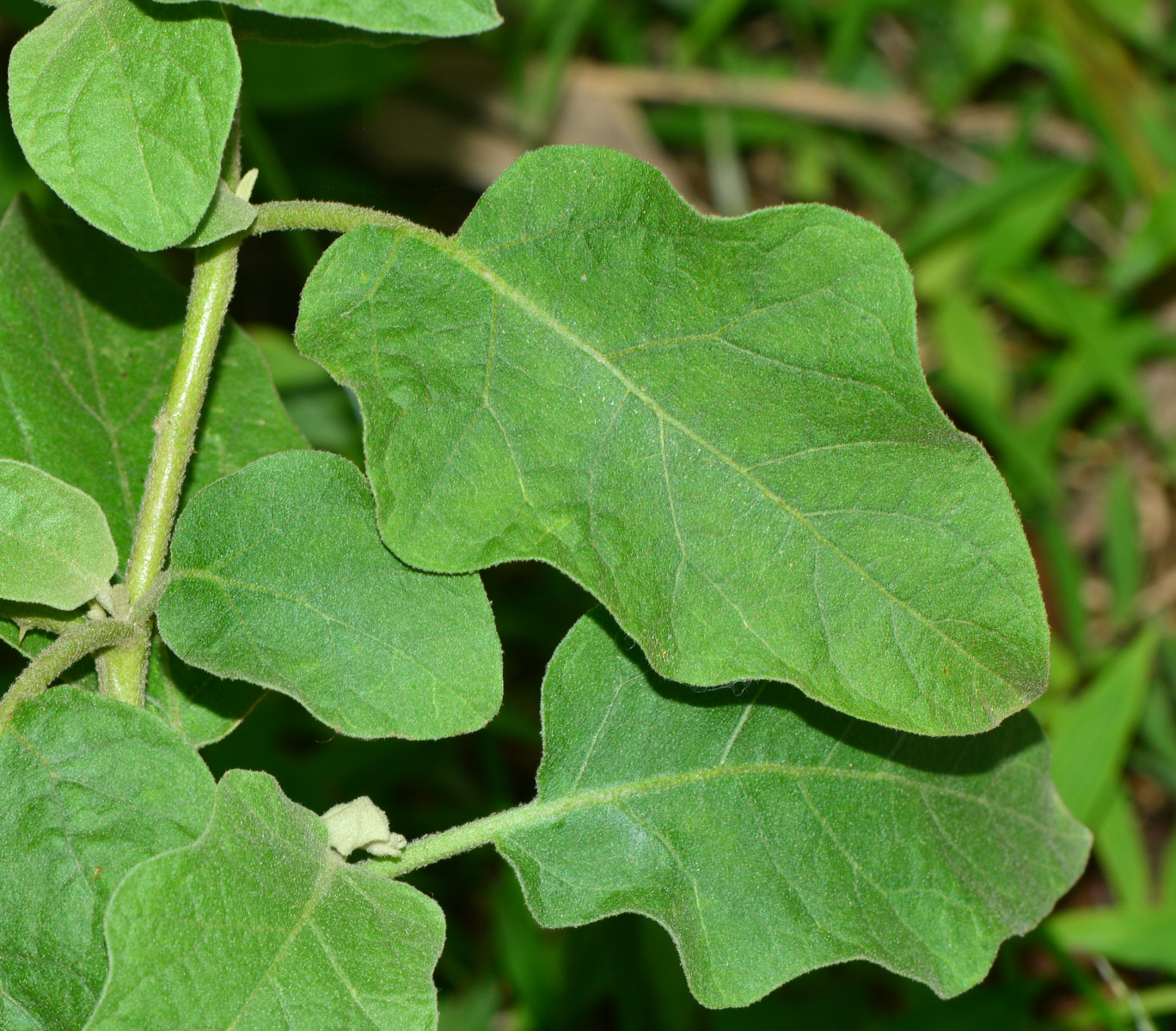 Image of Solanum undatum specimen.