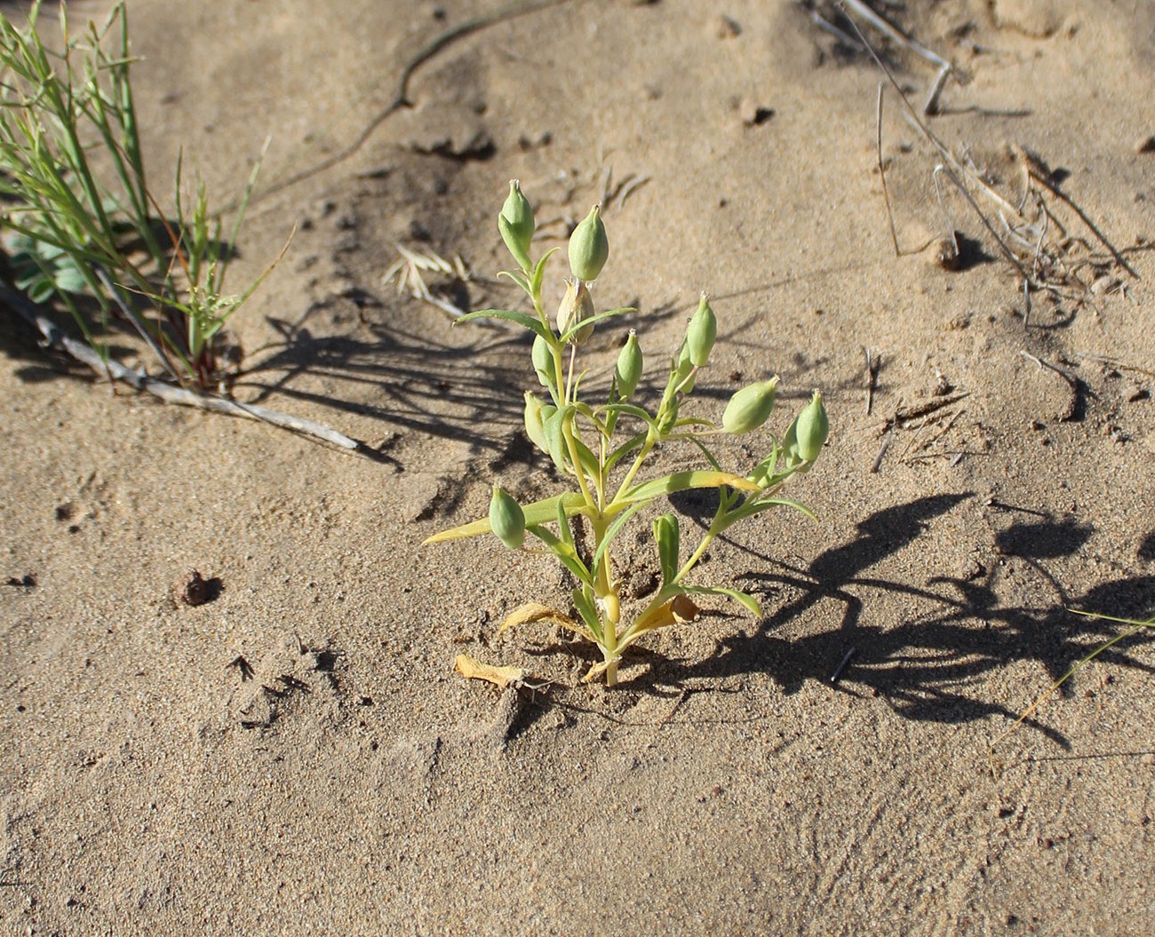 Image of Silene nana specimen.